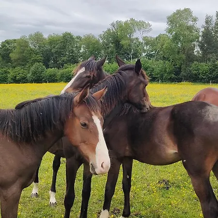 Haras Des Buissonnets