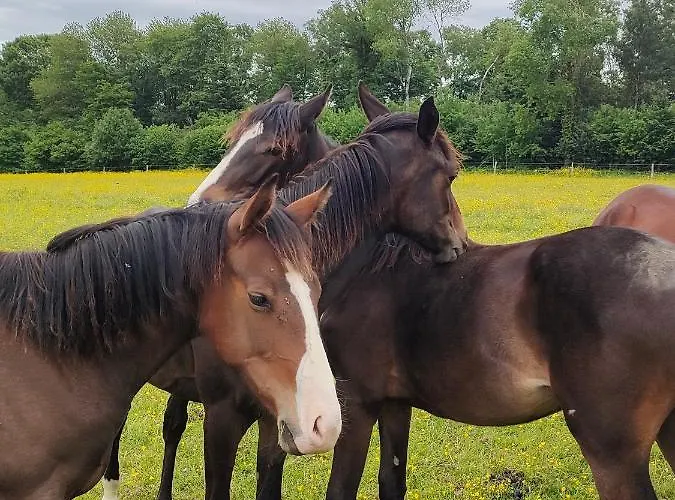 Haras Des Buissonnets