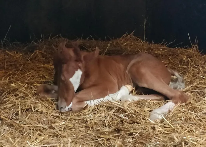 Appartement Haras Des Buissonnets